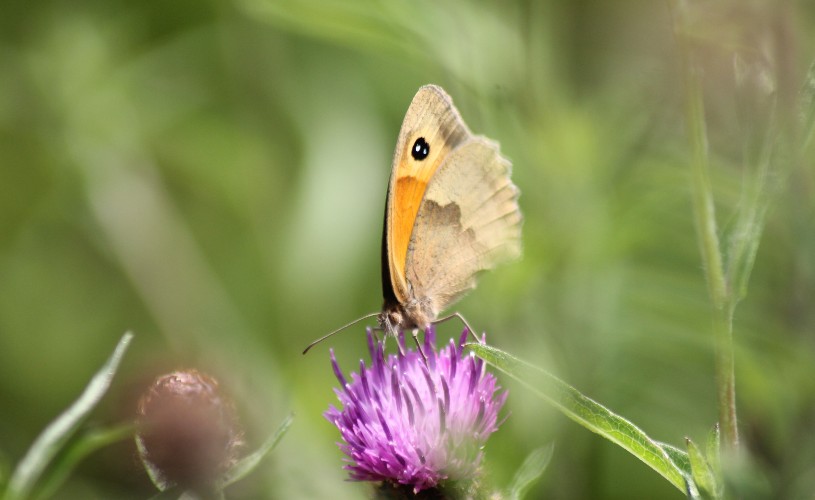 Gatekeeper butterfly on knapweed at University of Bristol Botanic Garden
